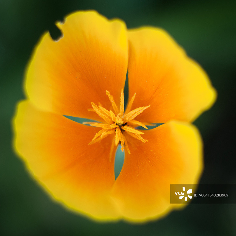 加州罂粟图片素材