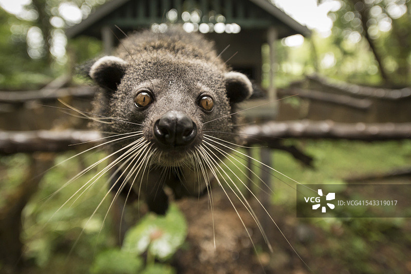 熊狸的特写镜头图片素材