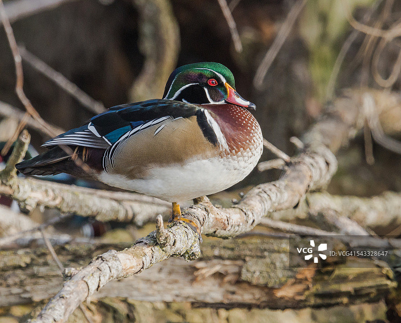 雄林鸳鸯图片素材