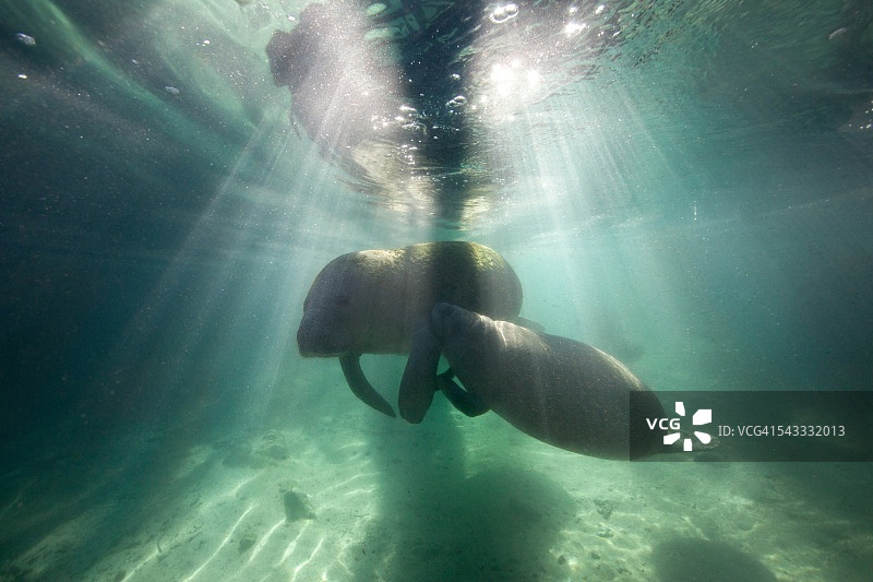 佛罗里达海牛幼崽哺乳图片素材