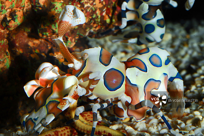 丑角虾图片素材