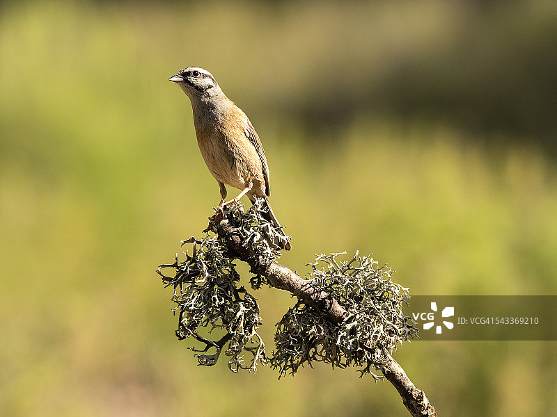 一种鸟，属于一种鸟科，长在有地衣的树枝上图片素材