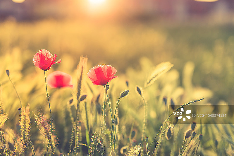 美丽的夏日鲜花背景图片素材