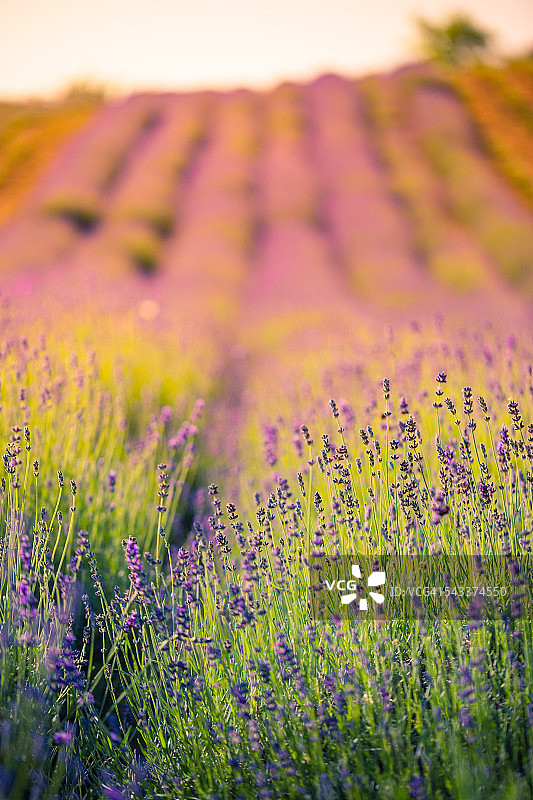 匈牙利薰衣草田日落，夏季花卉背景图片素材