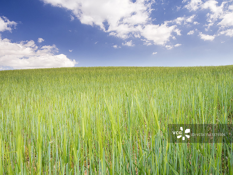 春天里蓝天下的绿色麦田图片素材