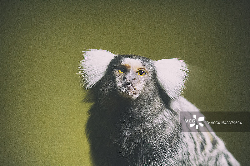 普通狨猴图片素材