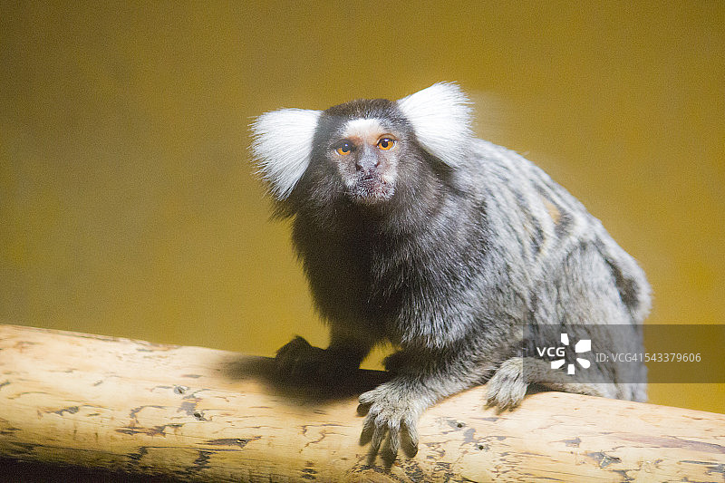 普通狨猴图片素材