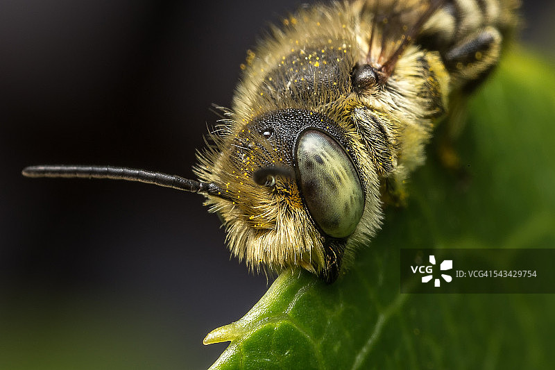 切叶蜂在猕猴桃叶上图片素材