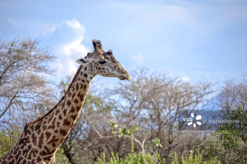 坦桑尼亚的长颈鹿狩猎之旅图片素材