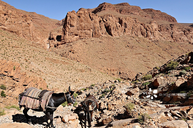 托德拉峡谷中的驴图片素材