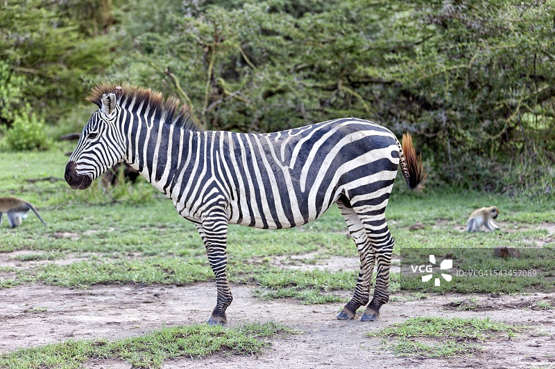 坦桑尼亚非洲斑马图片素材