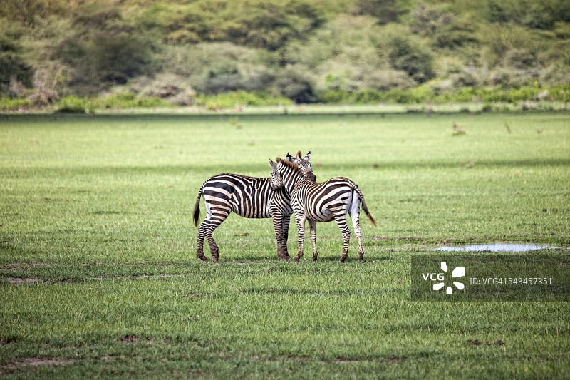 坦桑尼亚非洲斑马图片素材