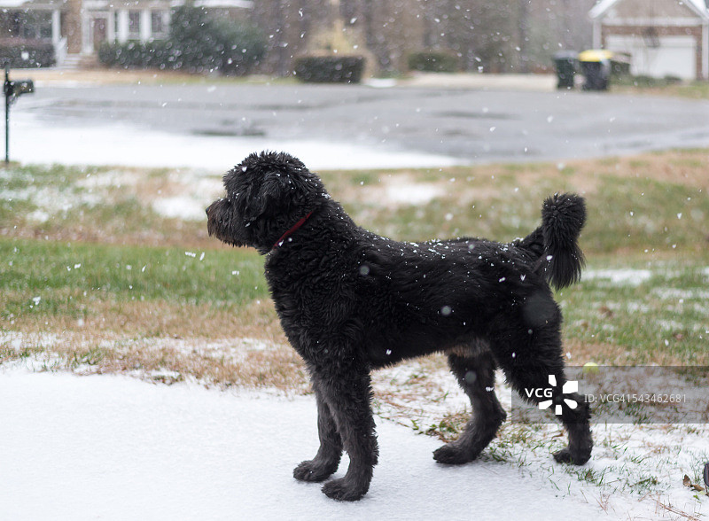 狗狗喜爱雪图片素材