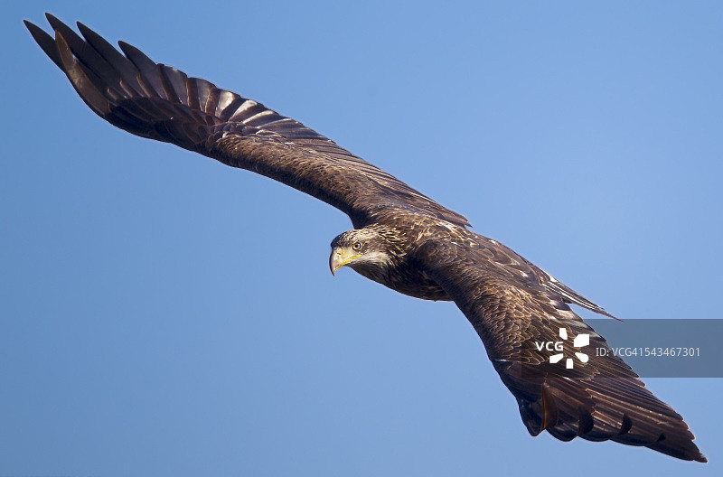 小鹰特写图片素材