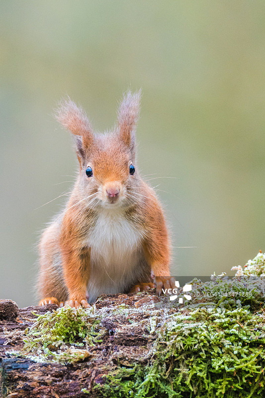看着镜头的红松鼠图片素材