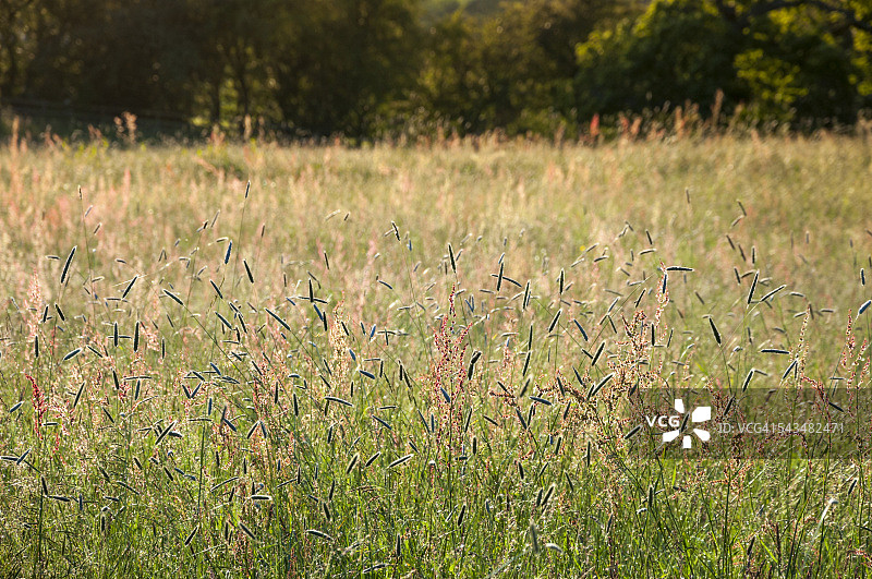 美丽的夏日草地图片素材