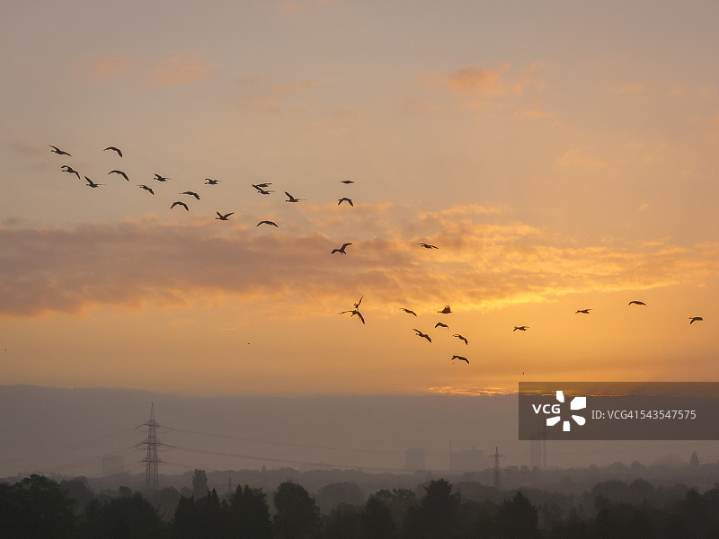 日出飞鸟图片素材