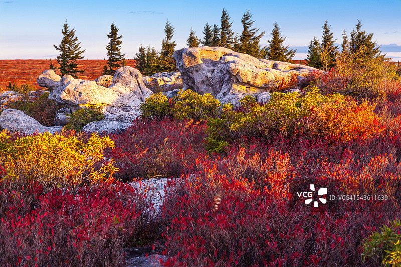 鲜艳的蓝莓图片素材