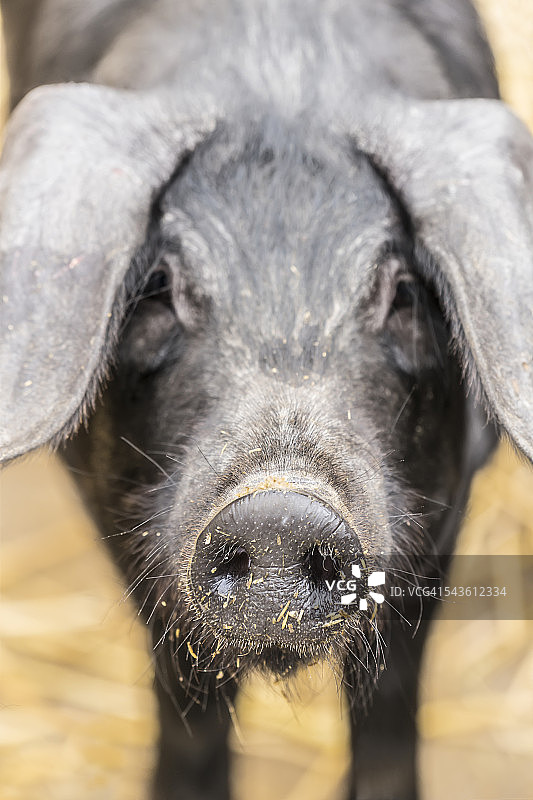 黑猪正面照图片素材