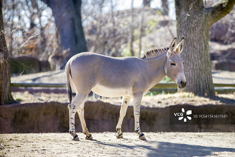 索马里野驴图片素材