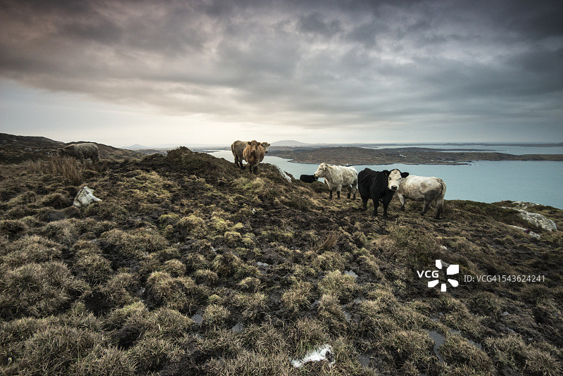 俯瞰大西洋海岸的奶牛图片素材