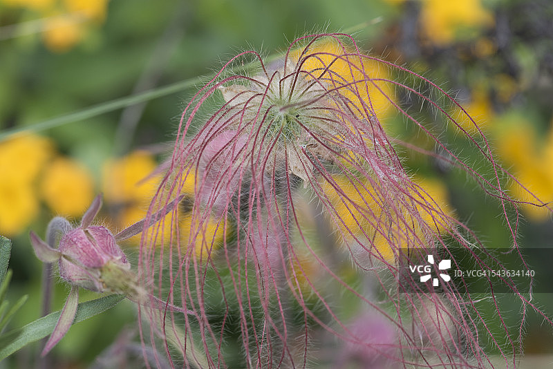 三花珍珠梅种子头图片素材
