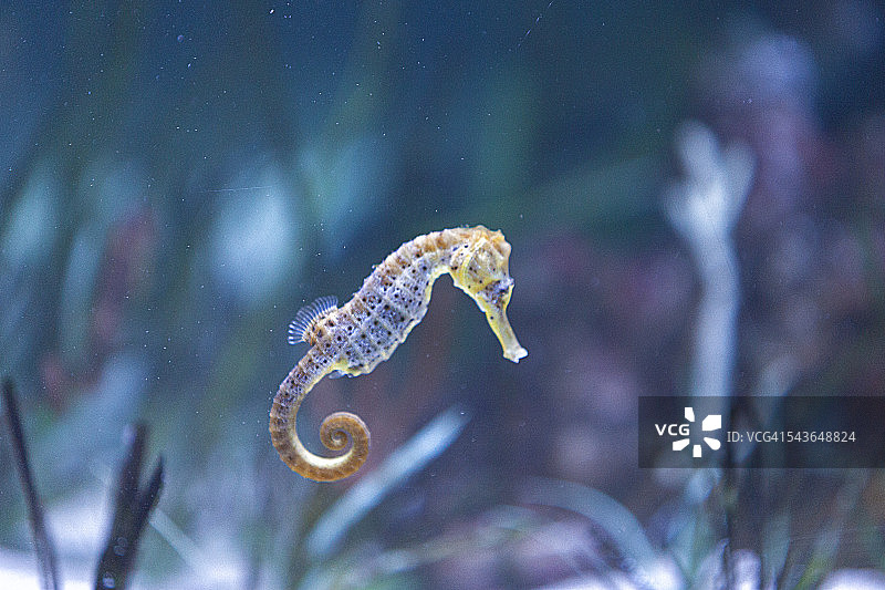 动物群图片素材