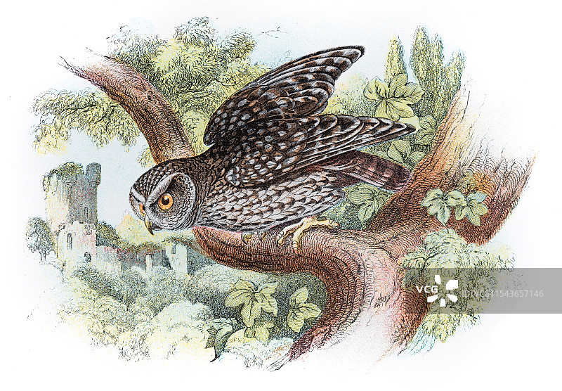 1896年小猫头鹰雕刻图片素材