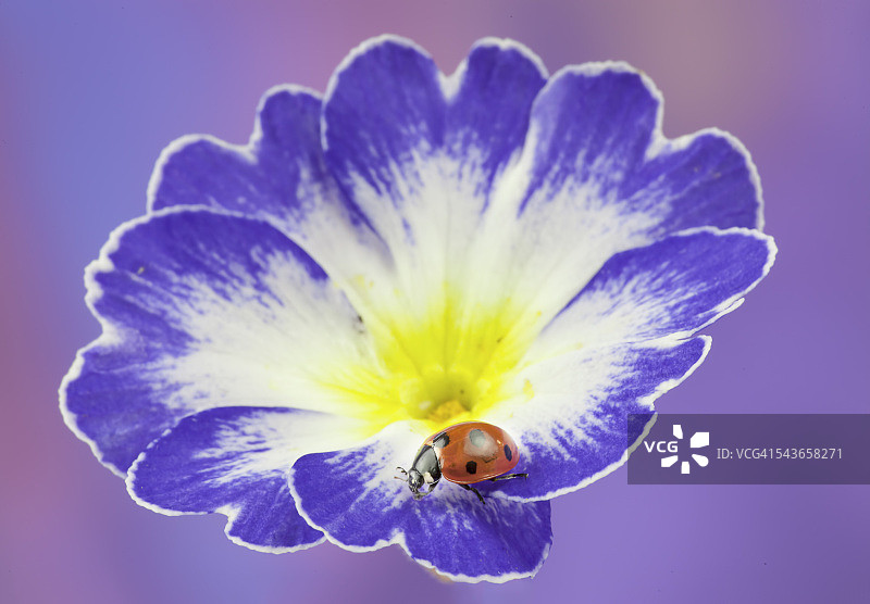 瓢虫在蓝色报春花上图片素材