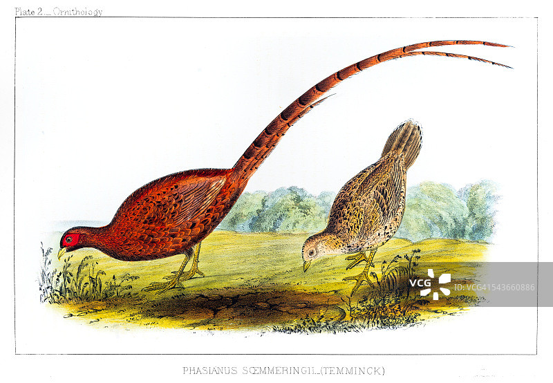 1856年铜鸡插画图片素材