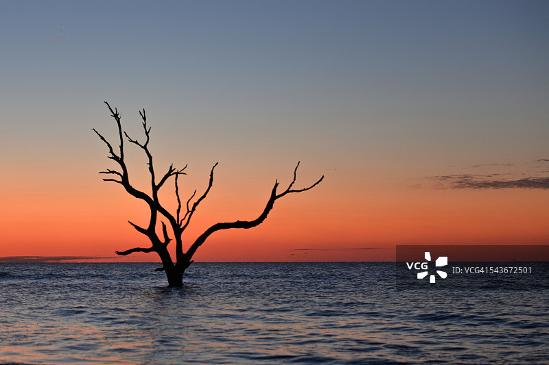 日出时分的枯树图片素材
