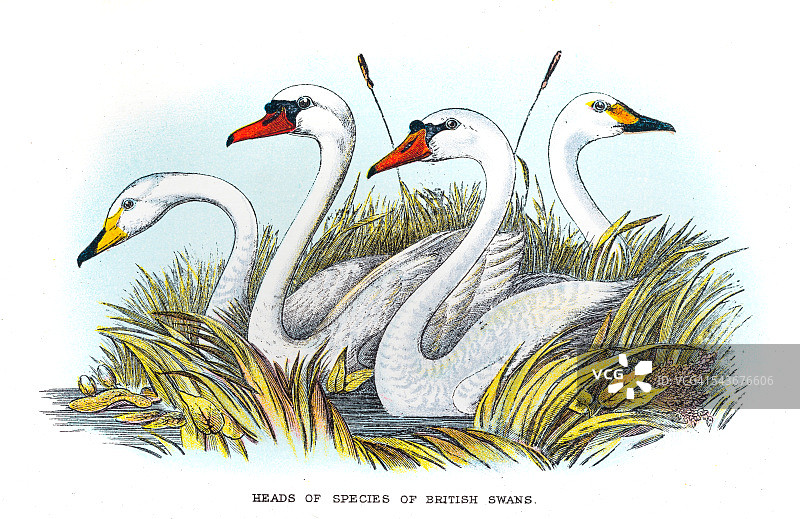 1896年英国天鹅插画图片素材
