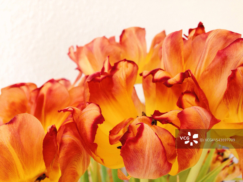 凋谢的郁金香图片素材