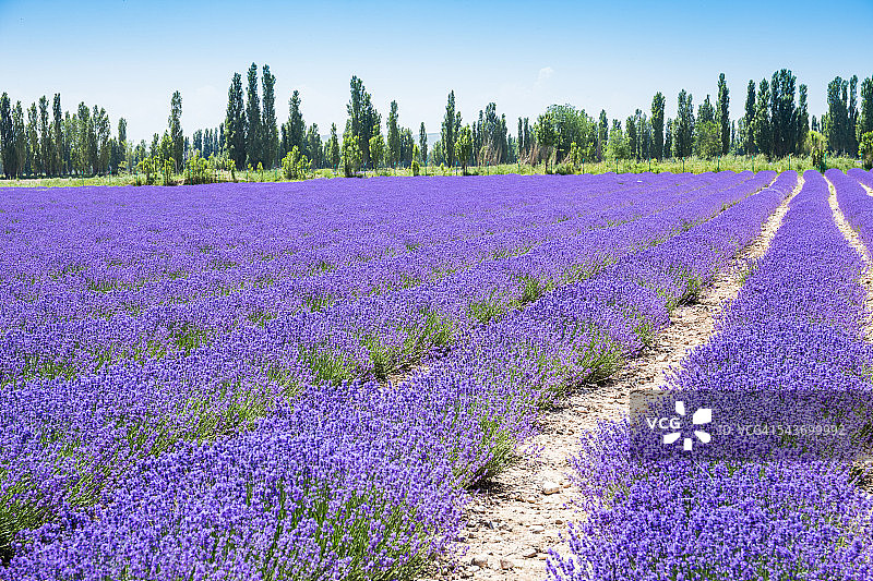 新疆维吾尔自治区的薰衣草田图片素材