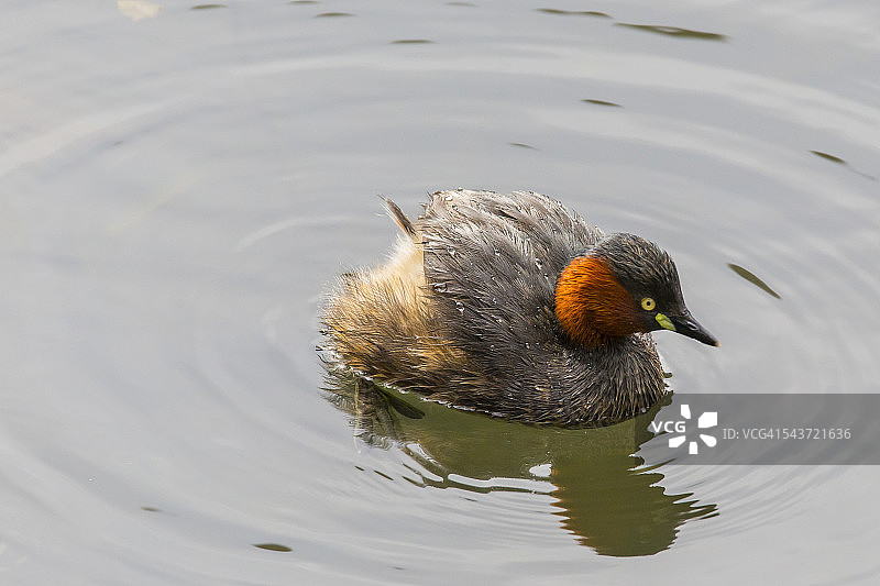 小鸊鷉图片素材