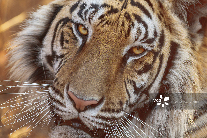 老虎脸图片素材