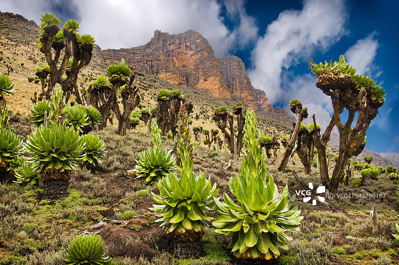 登顶途中遇到的植被图片素材
