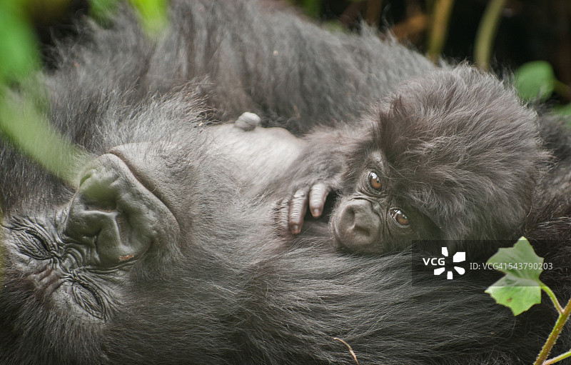 维龙加国家公园的猩猩家庭和幼崽图片素材