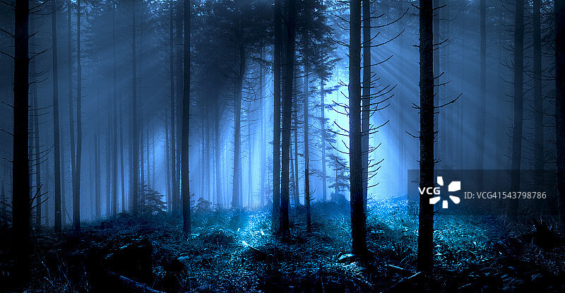月光森林图片素材