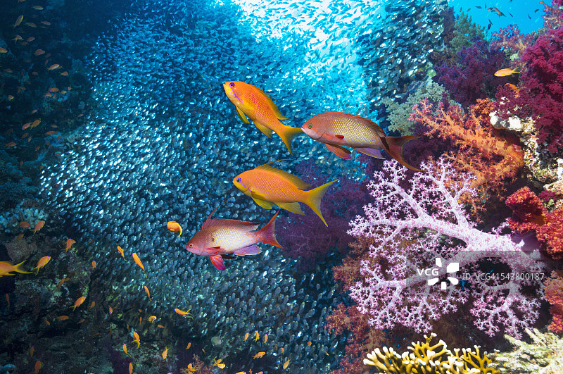 珊瑚礁与金鱼图片素材