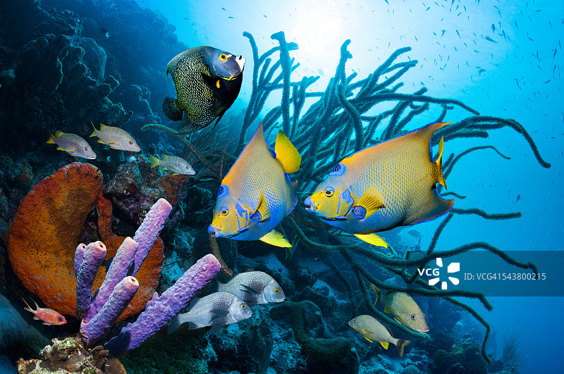 珊瑚礁上的热带鱼图片素材