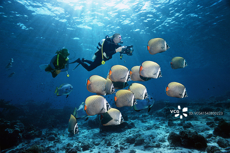 与蝴蝶鱼同游的潜水员图片素材