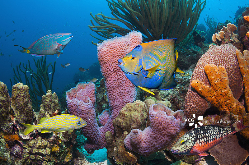 带海绵的珊瑚礁上的热带鱼图片素材