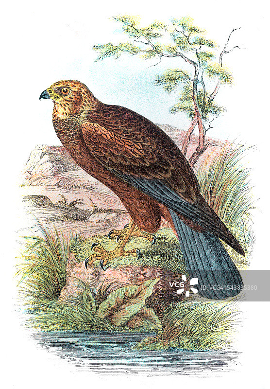 1896年鹞式鸟雕刻图片素材