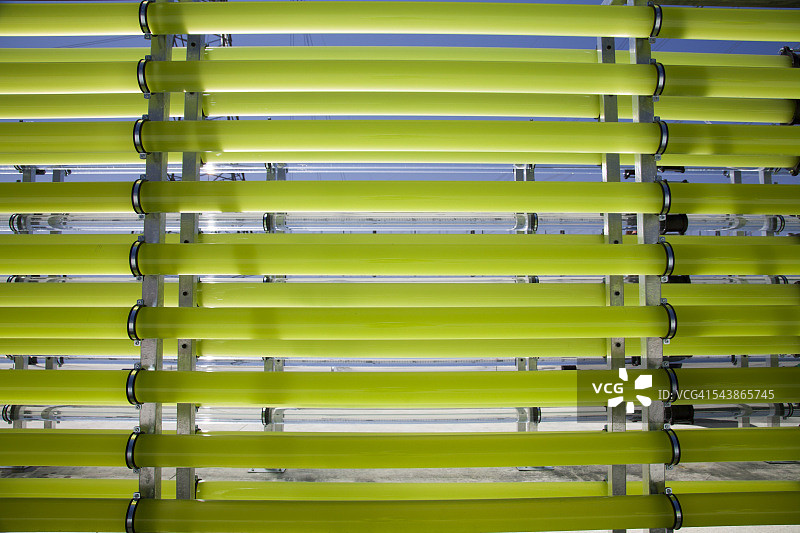 管状生物反应器中绿藻固定二氧化碳图片素材