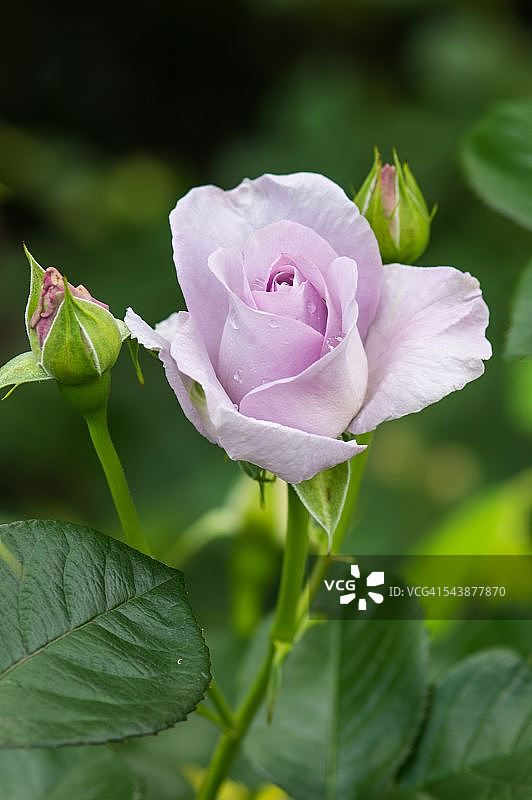 春日玫瑰图片素材