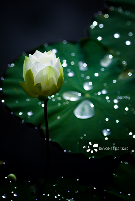 盛开的白色莲花图片素材