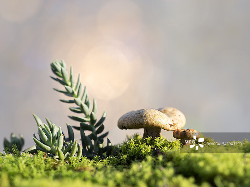 可食用蘑菇红汁乳菇，红菇科，阳光照耀图片素材