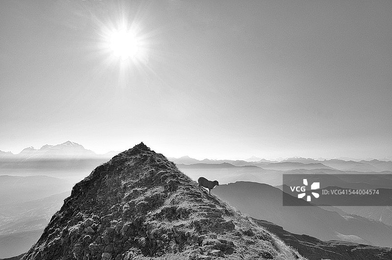 梦想成为登山家的绵羊图片素材