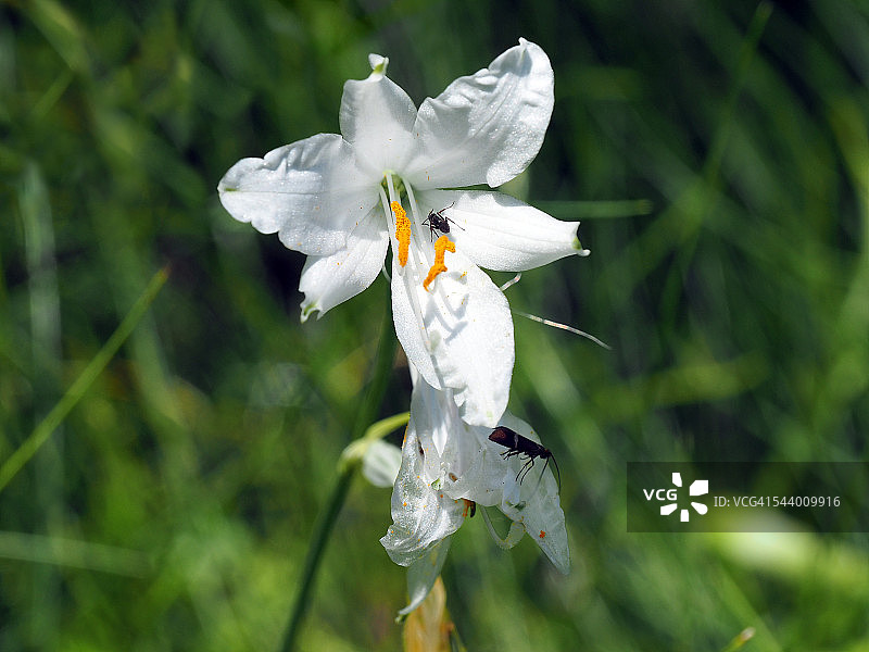 天堂百合白色花朵，位于意大利北部安特罗纳山谷自然公园图片素材